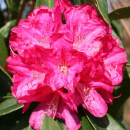 Rhododendron pink, 'Fenbeyum'